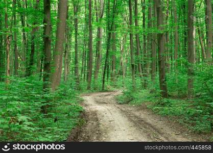 green Forest trees. nature green wood sunlight backgrounds
