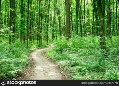 green Forest trees. nature green wood sunlight backgrounds