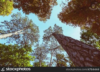 Green Forest Trees On Blue Sky Background