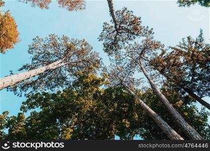 Green Forest Trees On Blue Sky Background