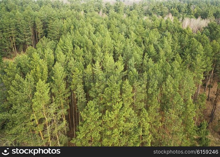 Green forest trees wiew on top. Nature landscape