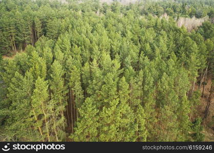 Green forest trees wiew on top. Nature landscape