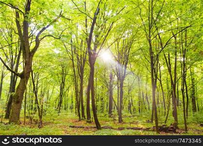 Green forest with autumn trees, footpath and sun light through leaves