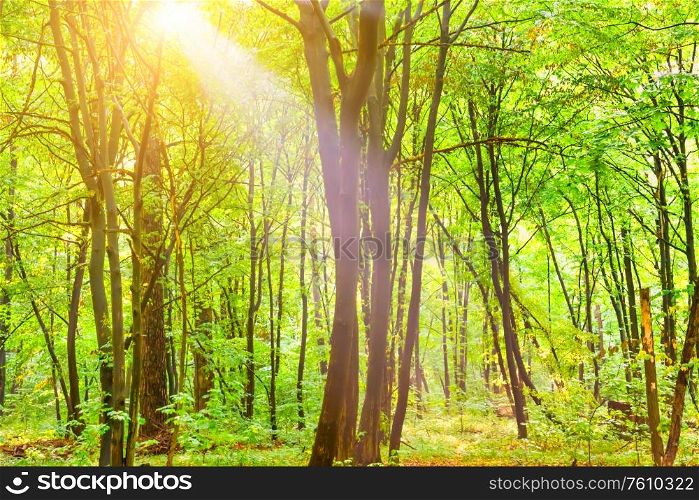 Green forest with autumn trees, footpath and sun light through leaves