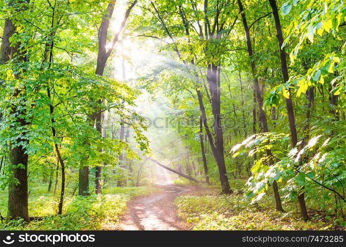 Green forest with autumn trees, footpath and sun light through leaves and fog