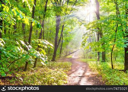 Green forest with autumn trees, footpath and sun light through leaves and fog