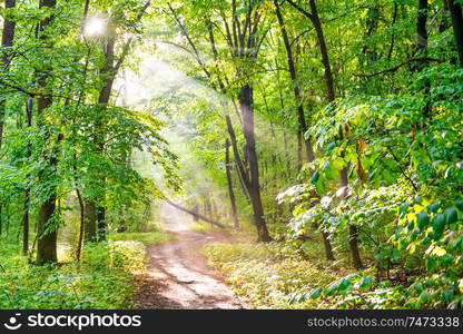 Green forest with autumn trees, footpath and sun light through leaves and fog