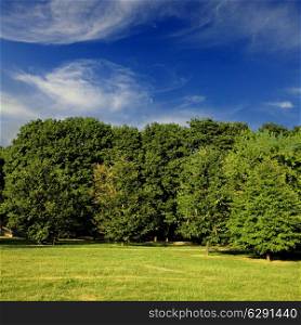 Green forest with blue sky and clouds on summer day