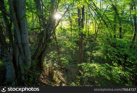 Green forest with dense vegetation in spring season