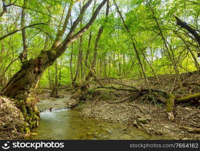 Green forest with dense vegetation in spring season