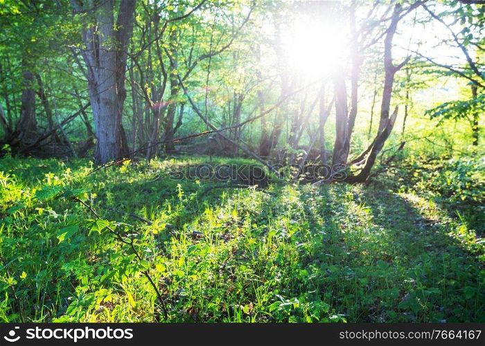 Green forest with dense vegetation in spring season