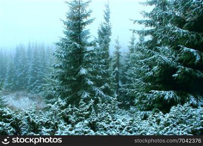 green forest with fur-trees. green dense forest with fur-trees moss and bushes