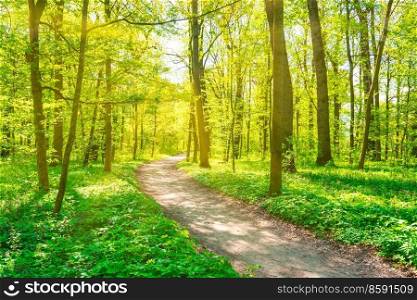 Green forest with green spring trees and park path