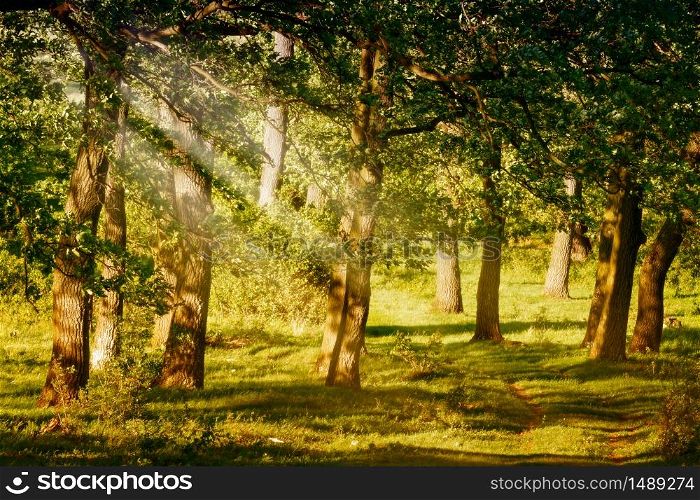 Green forest with oak trees
