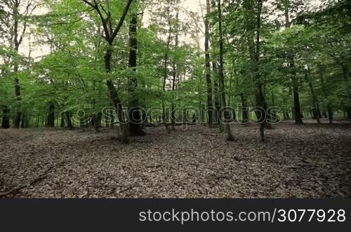 Green forest with oak trees at springtime