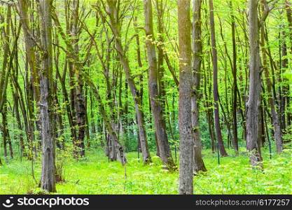 Green forest with trees and fresh spring foliage