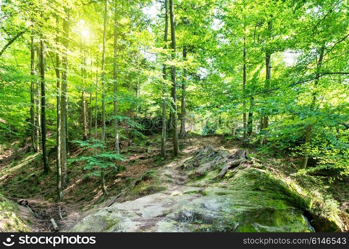 Green forest with trees and sun shining through leaves
