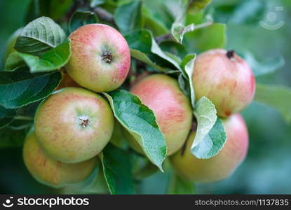 Green fresh apple on an apple tree branch in the orchid. Green fresh apple on an apple tree branch