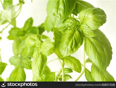 Green Fresh Basil Herb Leaves Closeup, Basil Plant Growing in a Flower Pot in the Garden, Gardening, Agriculture and Culinary Concept, Herb Garden, Food Background, Basil Herb to Be Used for Cooking