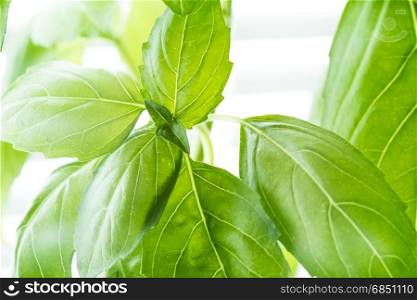 Green Fresh Basil Herb Leaves Closeup, Basil Plant Growing in a Flower Pot in the Garden, Gardening, Agriculture and Culinary Concept, Herb Garden, Food Background, Basil Herb to Be Used for Cooking