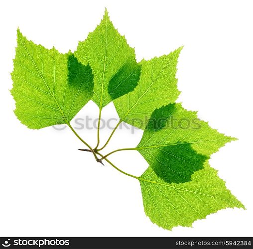 Green fresh birch leaves isolated