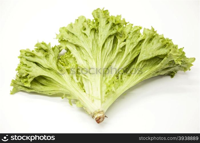 Green fresh bunch of a lettuce on a white background. The best healthy breakfast for the modern person.. Green fresh bunch of a lettuce on a white background. The best healthy breakfast for the modern person