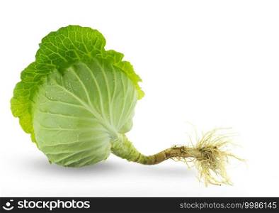Green fresh cabbage with root isolated on white background
