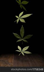 green fresh cannabis sativa leaf (marijuana) falling on rustic wooden table. Black background with copy space