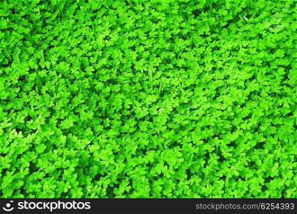 Green fresh clover field background, St.Patrick&rsquo;s day holiday symbol seamless green grass pattern