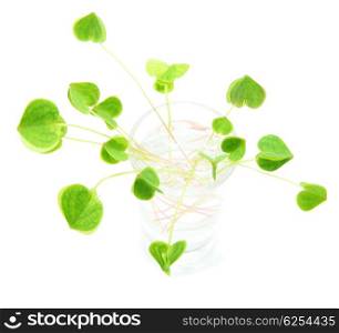 Green fresh clover in the vase, st.Patrick&rsquo;s holiday day decoration isolated on white background with text space