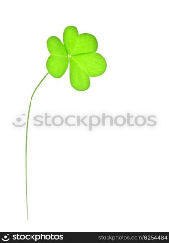 Green fresh clover, st.Patrick&rsquo;s day decoration isolated on white background with text space