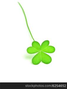 Green fresh clover, st.Patrick&rsquo;s day decoration isolated on white background with text space