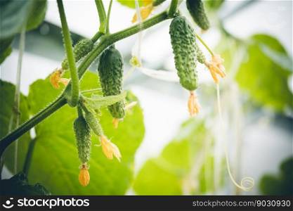 Green fresh cucumbers hang on a branch in a greenhouse. Growing vegetables in the garden Blurry background and copy space for your advertising text message.. Green fresh cucumbers
