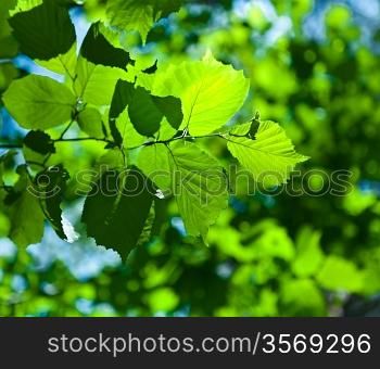 green fresh foliage