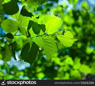green fresh foliage