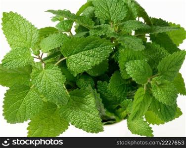 green fresh fragrant mint leaves on white background, top view