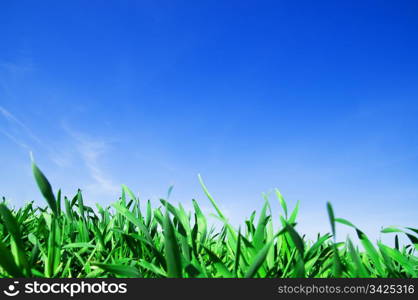 Green fresh grass and beautiful blue sky