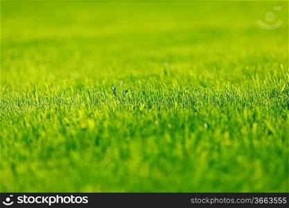 Green fresh grass background close-up