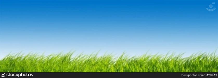 Green fresh grass on blue sky panorama. Ready to use!