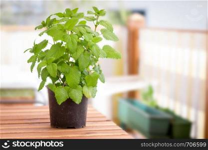 Green fresh herbs in garden pottery on the own balcony, peppermint