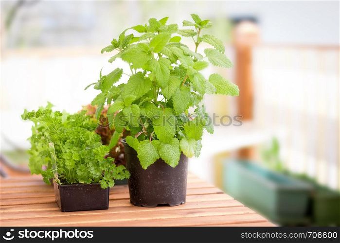 Green fresh herbs in garden pottery on the own balcony, peppermint