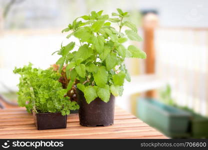 Green fresh herbs in garden pottery on the own balcony, peppermint