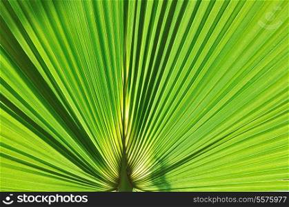 green fresh leaf of palm background closeup