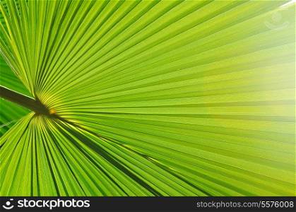 green fresh leaf of palm background closeup