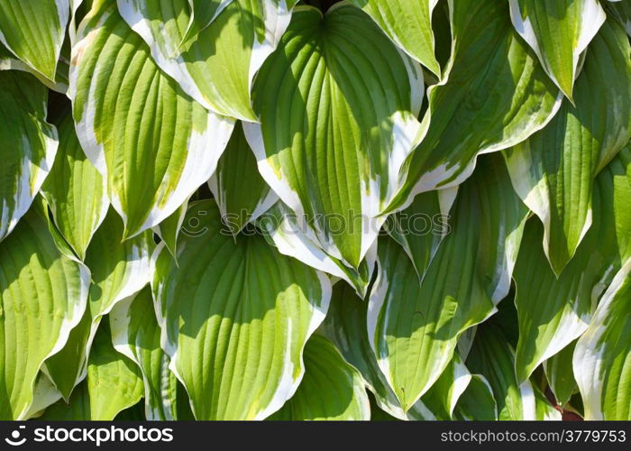 Green fresh leaves in garden as nature background