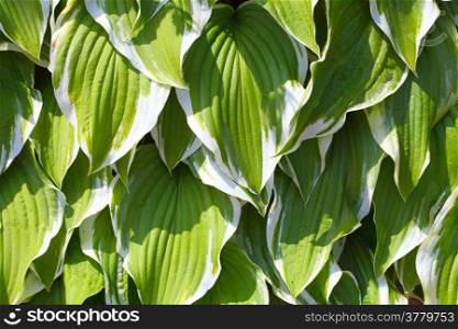 Green fresh leaves in garden as nature background