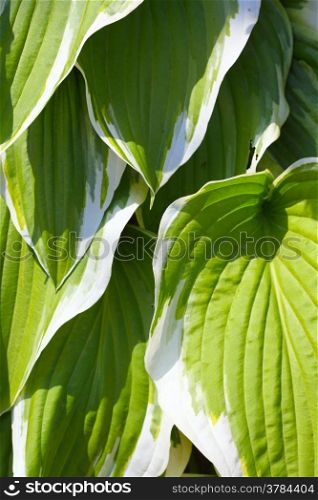 Green fresh leaves in garden as nature background