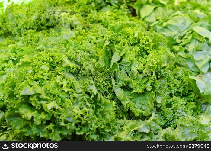 green fresh lettuce lying on counter, background