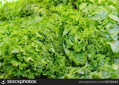 green fresh lettuce lying on counter, background