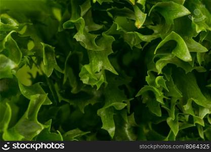 Green fresh lettuce salad texture close up shot